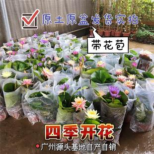 睡莲荷花莲花原土原盆带花苞成品四季 开花水养池塘阳台水生植物sl