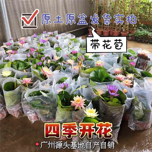 睡莲荷花原土原盆四季开花水养