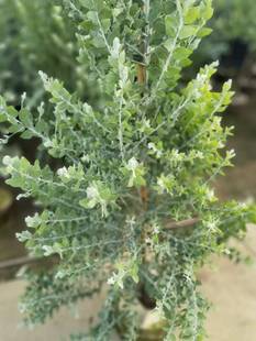 别墅银叶金合欢树苗庭院地栽盆栽室内耐寒风景树苗 行道园林绿化