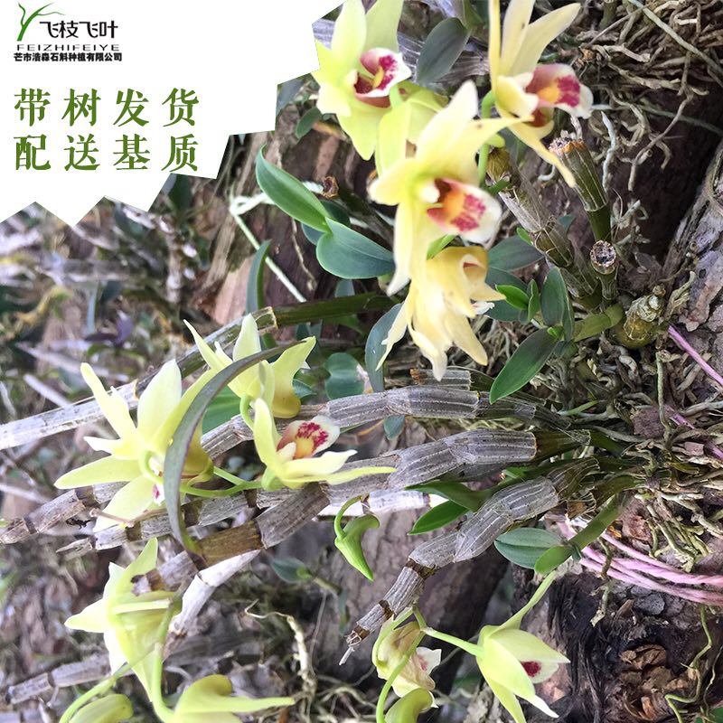 云南石斛花卉盆栽兰花吊兰苗