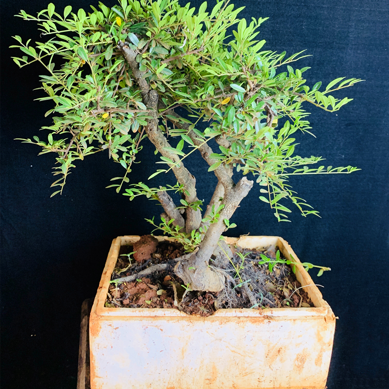 铁马鞭黑刺盆景老鹰刺小叶