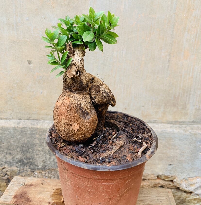 树萝卜云南特有植物红花红灯笼观赏植物好养盆景吊金钟五翅梅坨坨