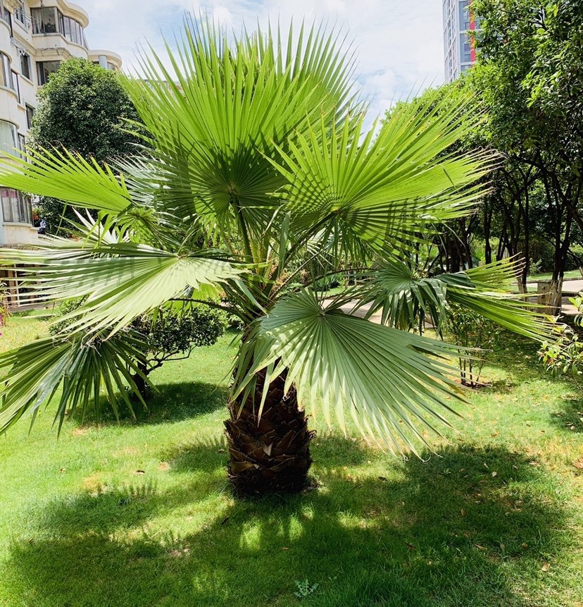 老人葵棕榈树苗苗四季常青庭院别墅绿化苗木海景植物大型绿植包邮