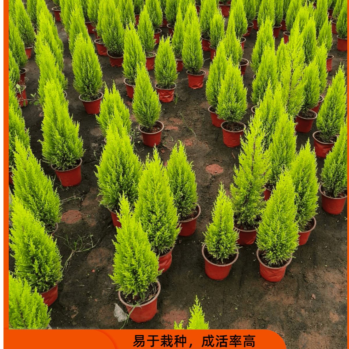 香松盆栽圣诞小松树室内净化空气