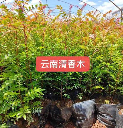 云南正宗红芽清香木花卉驱蚊虫盆景室内阳台盆栽客厅植物观叶包邮