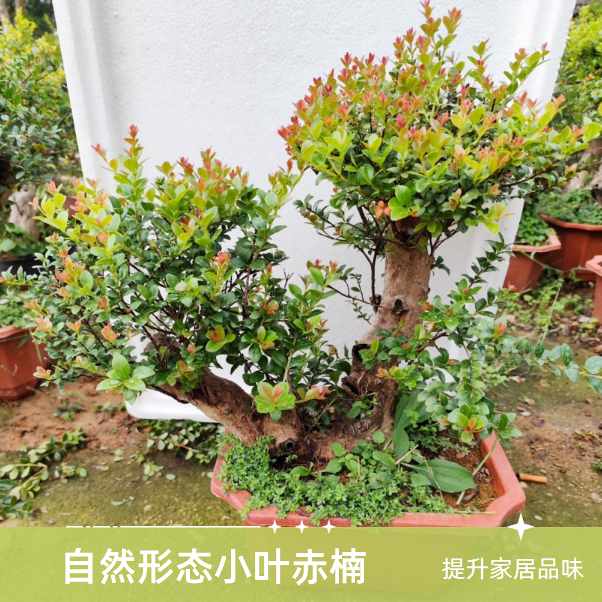 小叶赤楠盆景老桩造型花卉四季常青办公室客厅绿植室内植物,鲜花速递/花卉仿真/绿植园艺,造型盆景,淘宝优惠券,粉丝福利购,淘宝优惠卷