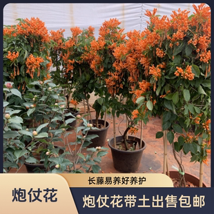 炮仗花串串花爬藤开花花期长庭院围栏绿植鞭炮花垂吊花卉带土包邮