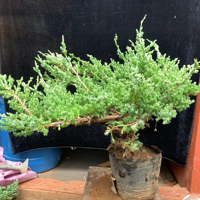 刺柏苗四季常青好养耐寒耐旱庭院植物铺地柏珍珠柏盆景松柏树室内