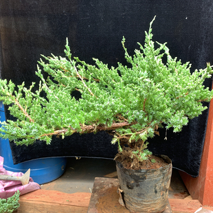 刺柏苗四季常青好养耐寒耐旱庭院植物铺地柏珍珠柏盆景松柏树室内