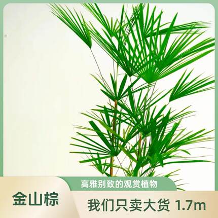 金棕竹细叶落地植物真花盆栽水培绿山物小叶室内植厅大型招财旺宅