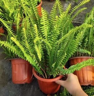 肾蕨蕨类植物假山和水池边附生于溪边水培盆景吸水石四季好养包邮