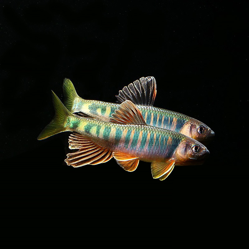 溪流观赏鱼长鳍鱲淡水原生群游