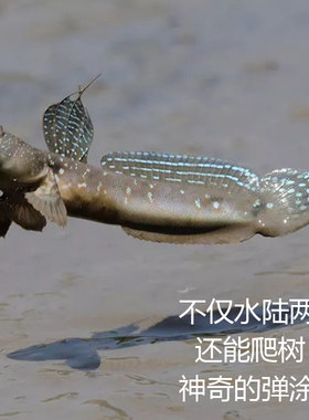 弹涂鱼跳跳鱼萌宠活体两栖原生鱼