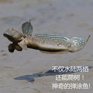 弹涂鱼红鳍银线跳跳鱼观赏鱼滩涂淡汽海水鱼萌宠物活体两栖原生鱼