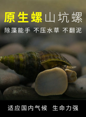 绿苔小田原生水族宠物观赏螺除藻