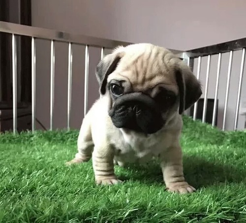 八哥狗销量排行榜 八哥狗品牌热度排名 小麦优选