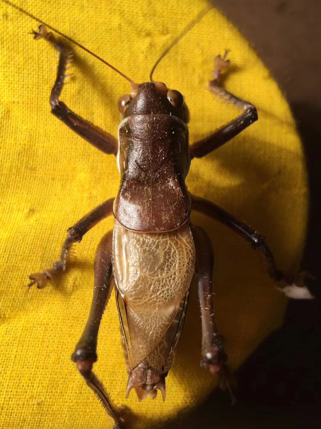 郝建伟北京西山蝈蝈新脱体个头大翅子宽开叫慢憨几率高铁皮