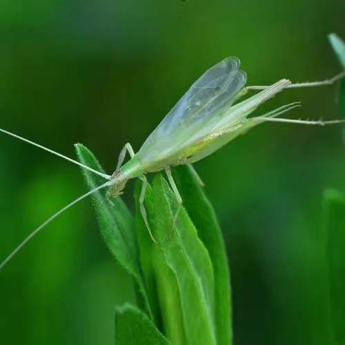 新店竹蛉柬埔寨单口活体人工养殖