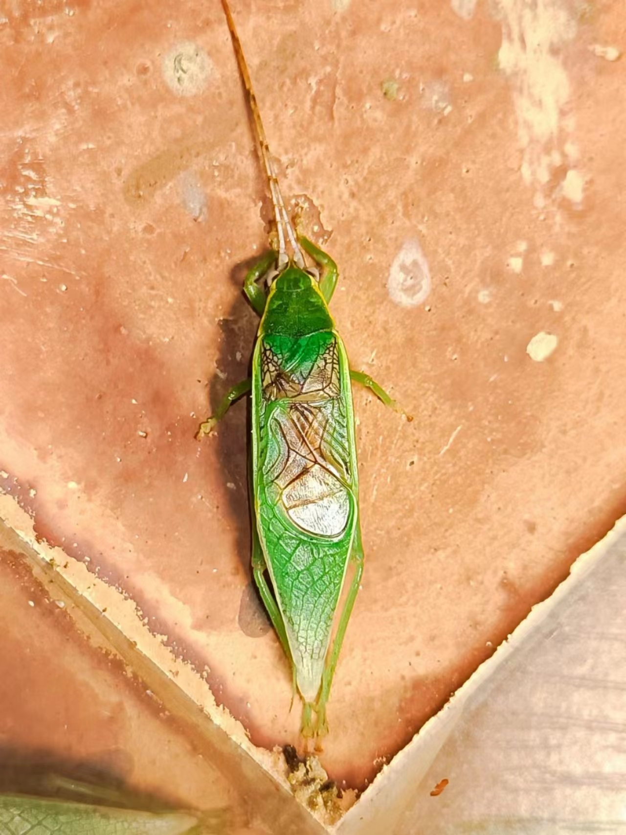 新店绿金钟黄金钟人工养殖活体