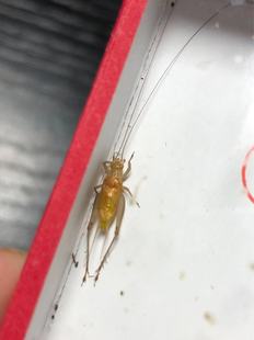 石志明各种师傅大黄蛉活体鸣虫签收24小时开箱视频超过时间不负责