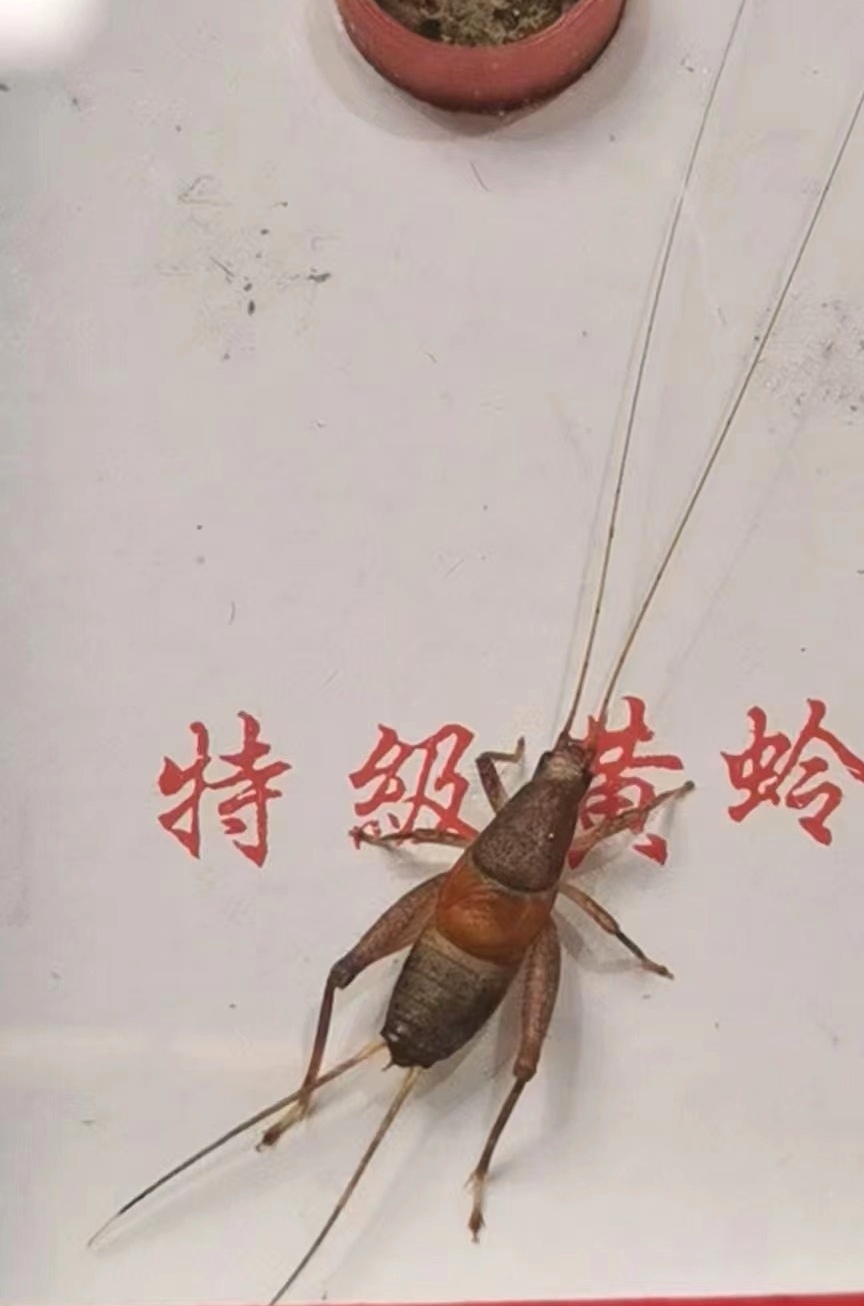 凤活体鸣虫凤仙子鸣虫仙子签收24小时提供开箱视频超过时间不负责