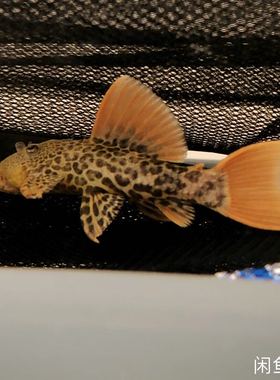 精品L600帝王血钻异形鱼坦克鱼南美野生鱼F1 3-25CM红尾杜绝畸形