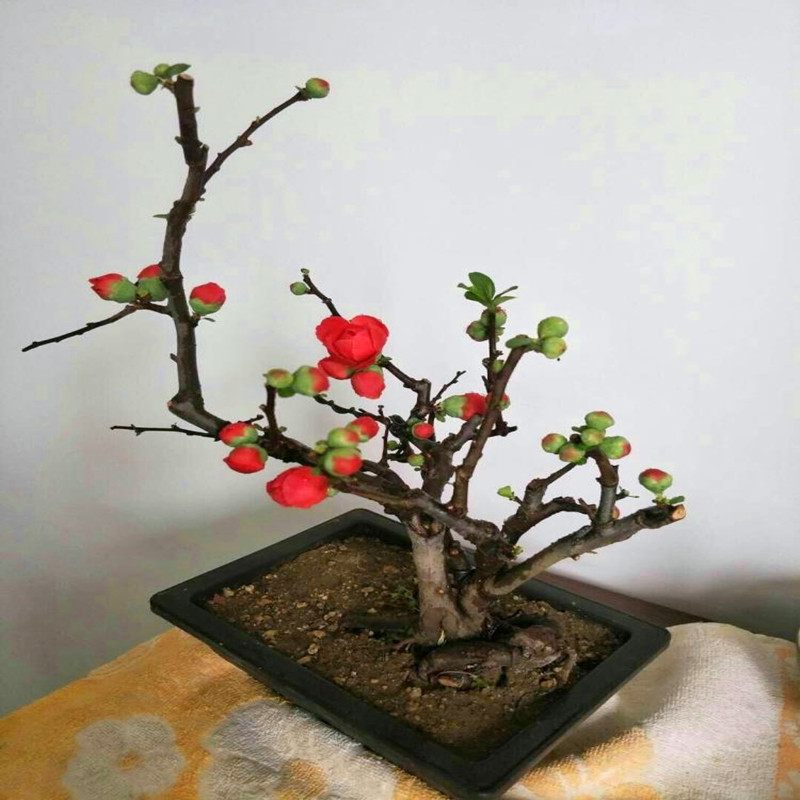 植物阳台庭院盆景树桩木本花卉