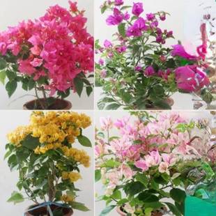 三角梅老庄25.8颜色随机发修盆边发货爬藤四季开花