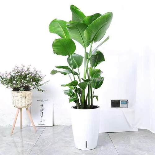 天堂鸟绿植大盆栽植物客厅懒人大型绿植室内新房除甲醛鹤望兰盆栽