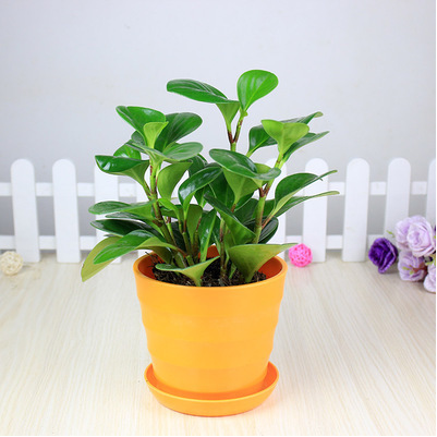 办公室室内桌面盆栽豆瓣绿植物绿植青叶碧玉吸烟鬼净化空气除甲醛