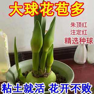 【带芽发货】现货荷兰进口朱顶红注定红重瓣大球盆栽庭院四季开花