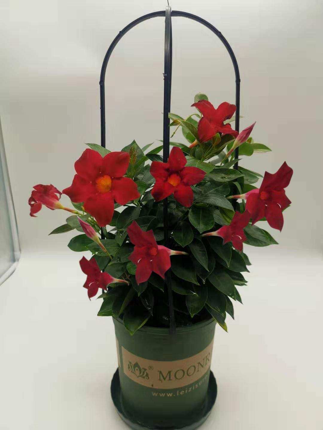 双喜藤盆栽花卉植物飘香藤爬藤花开不断耐阴庭院腾类藤攀爬植物.