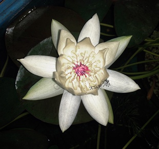 小型新热带亚属睡莲，ada莲，秘鲁睡莲N.sp