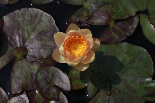 微小型耐寒睡莲—金光'Aurora'