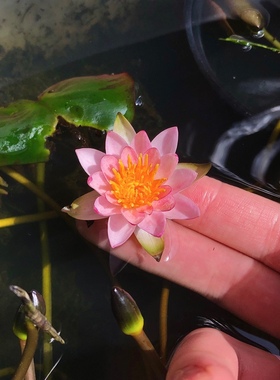 微型耐寒睡莲-紫珍妮'Joanne Pring'