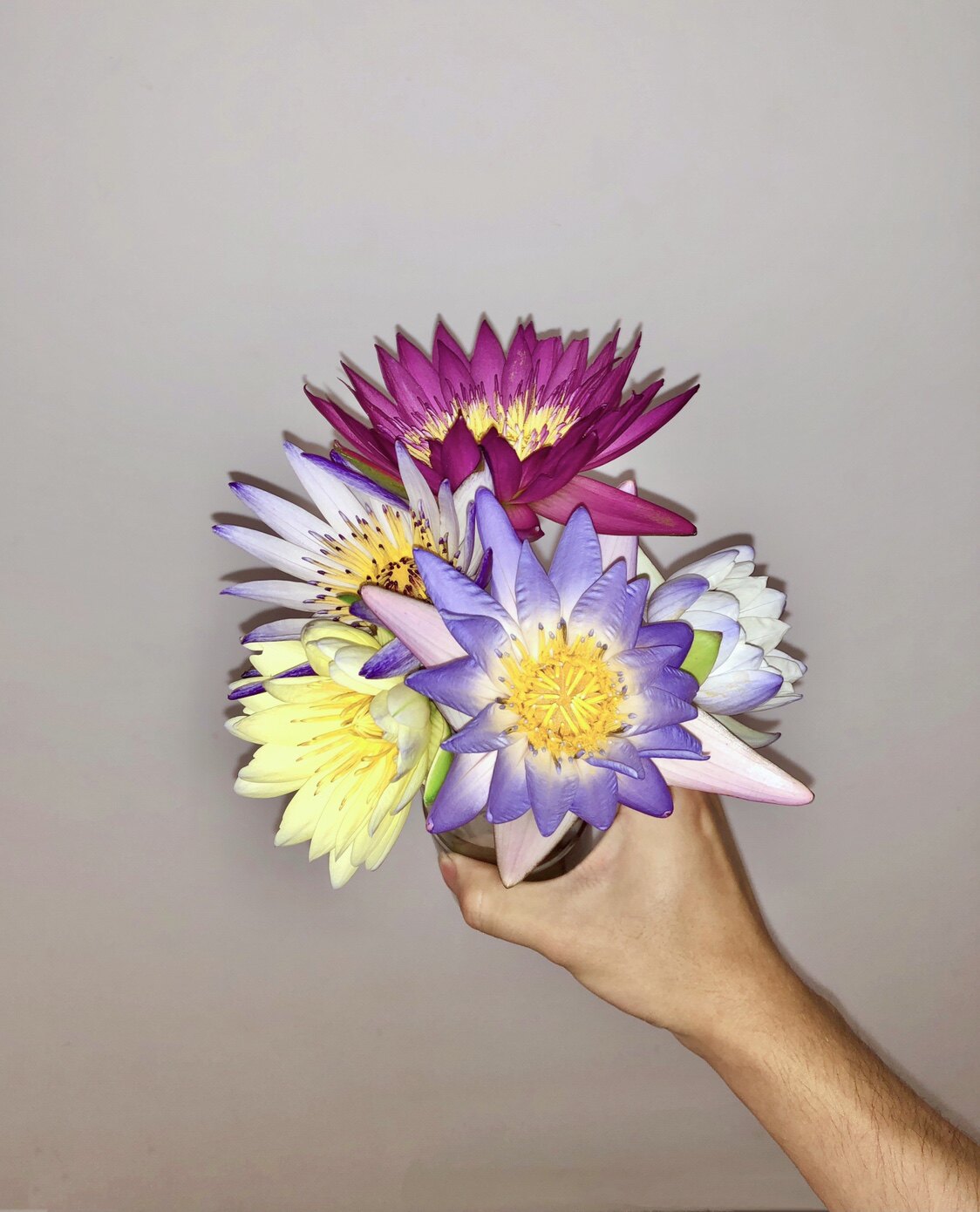 不同品种的睡莲插花欣赏