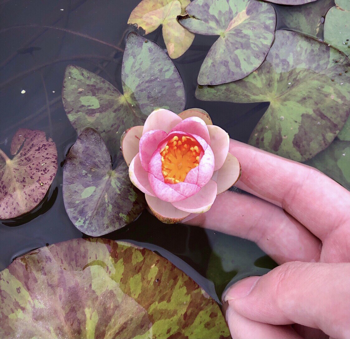 潇洒莲坞小微型睡莲海尔芙拉、粉红女郎、紫珍妮利特苏金光黑美人