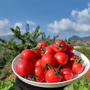 当季包邮四川攀枝花小番茄 千禧圣女果  产地包邮甜口爆汁圣女果