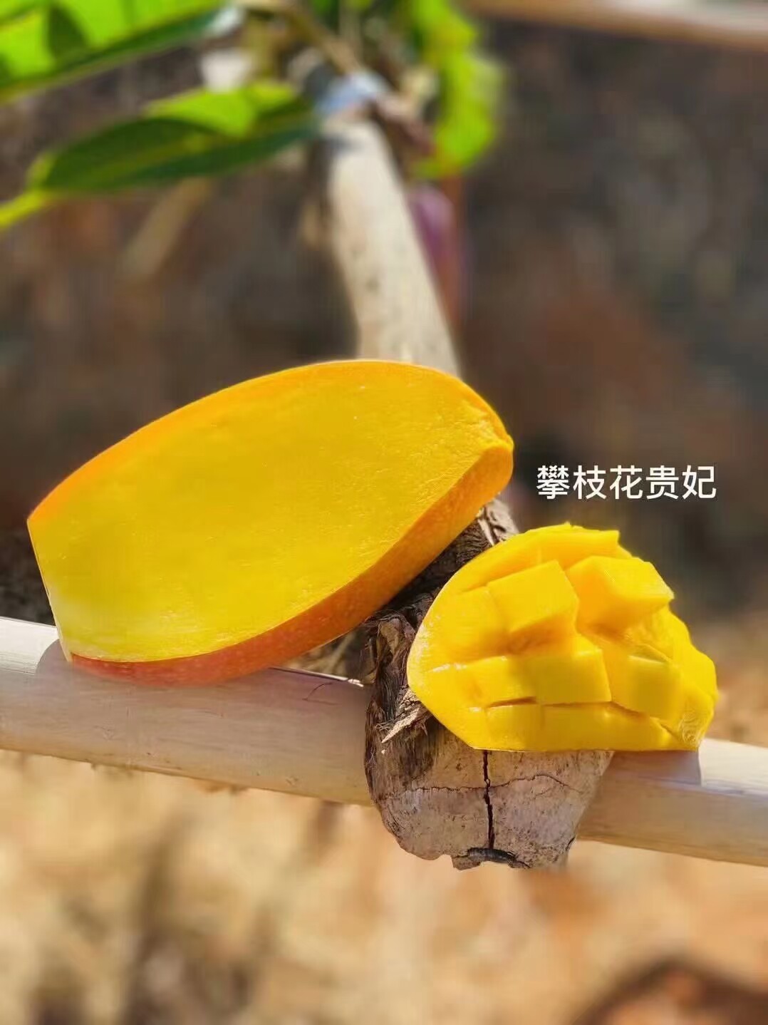 攀枝花贵妃新鲜10斤应季斤水果芒果整箱包邮特贵妃芒果新的当季