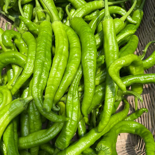 2斤新鲜微辣大青椒嫩长青椒虎皮青椒湘研55号辣椒
