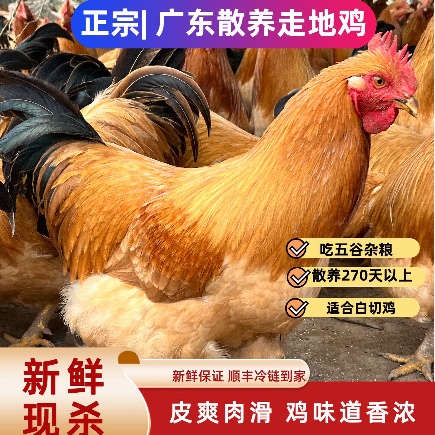 300天果园老阉鸡煲汤白切桑拿鸡鸡煲皮脆Q弹肉质紧实现宰冷链
