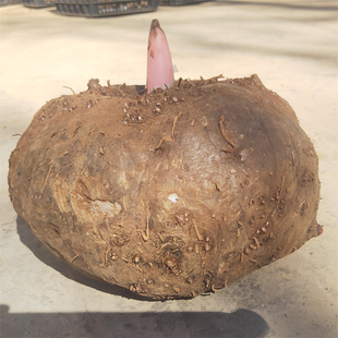 四川凉山新鲜现挖魔芋灰菜做黑豆腐火锅食材原料当季农产品生磨芋