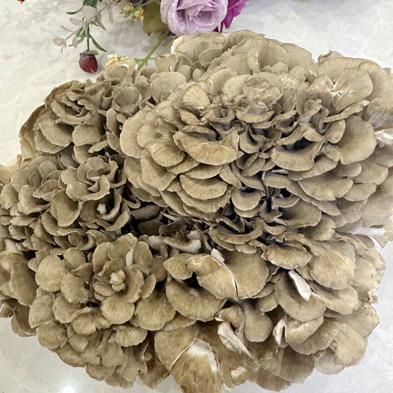 新鲜舞茸灰树花免洗栗蘑舞茸菌纯天然绿色菌菇极品食用菌整箱装