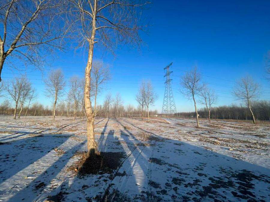 位于黑龙江省大庆市杜尔伯特蒙古族自治县江湾乡江湾村，所有权证号为黑（2024）杜尔伯特县不动产权第0001322号，宗地面积为63.06亩地块上的杨树