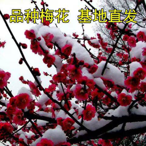 耐寒红梅花树苗地栽庭院浓香型花卉植物红梅龙游梅垂枝梅南北种植