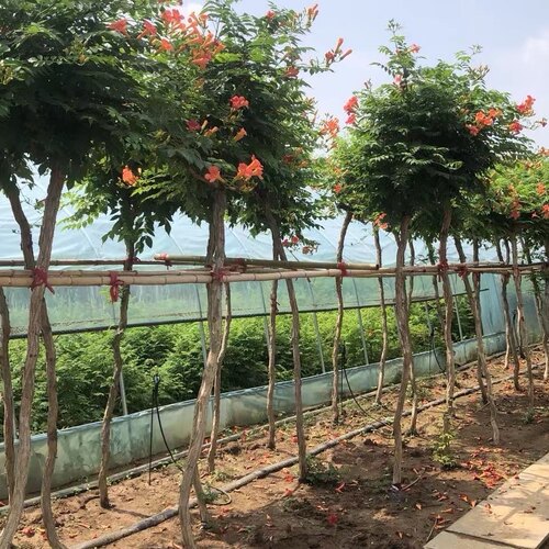 耐寒易种爬藤植物庭院凌霄花苗