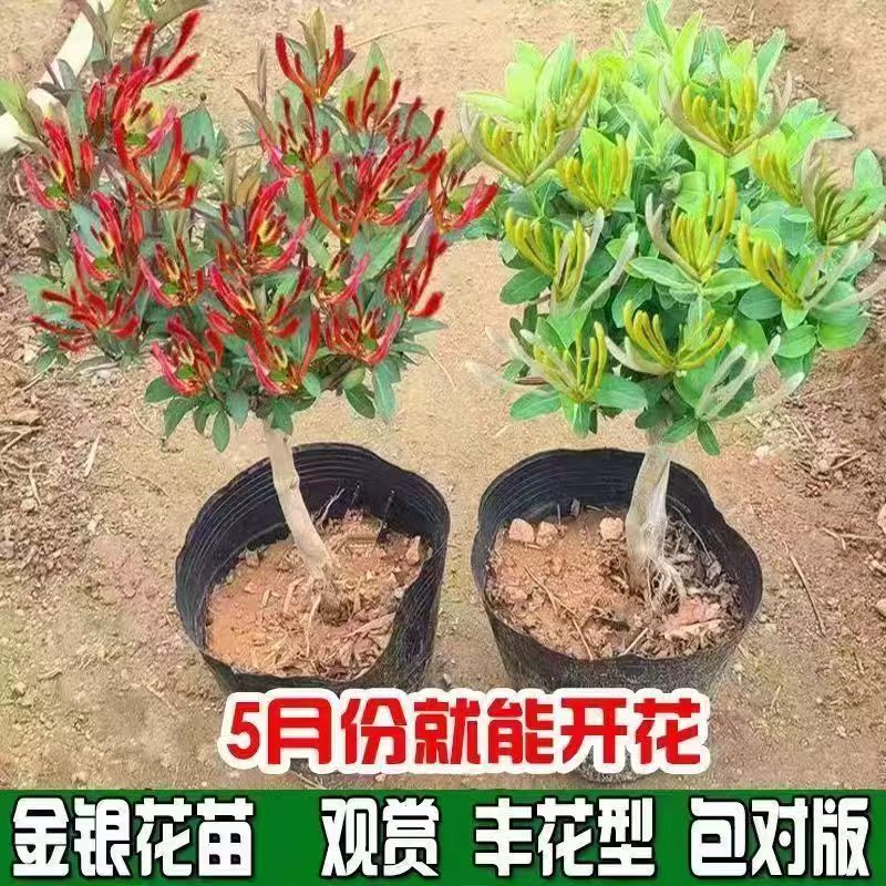 金银花树苗四季红色盆栽地栽爬藤阳台庭院泡茶食用观赏药用南北方