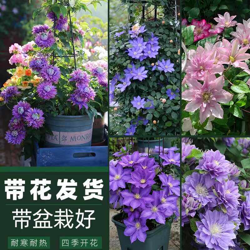 铁线莲花苗爬藤植物对版攀援庭院阳台盆栽地载南北种植耐寒花卉