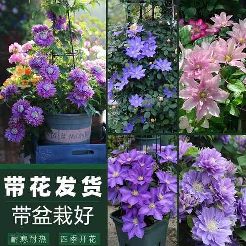 阳台盆栽铁线莲花苗耐寒春夏秋