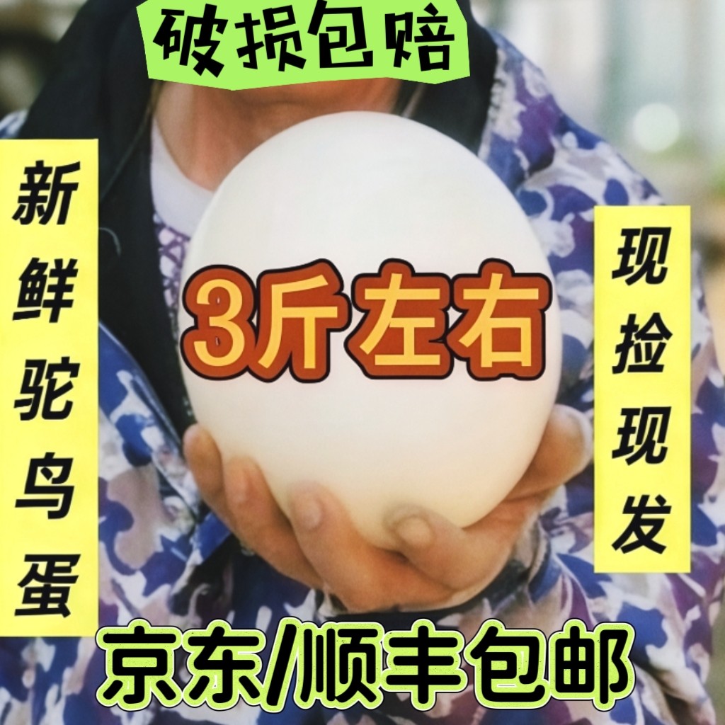 顺丰京东包邮 现捡现发  新鲜超大  食用鸵鸟蛋